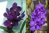 ВАНДА (VANDA Pakpanang Blue) 